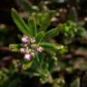 Fotografia 15 da espécie Iberis procumbens subesp. procumbens do Jardim Botânico UTAD