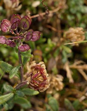 Fotografia 17 da espécie Iberis procumbens subesp. procumbens no Jardim Botânico UTAD