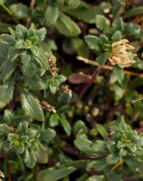 Fotografia 19 da espécie Iberis procumbens subesp. procumbens no Jardim Botânico UTAD