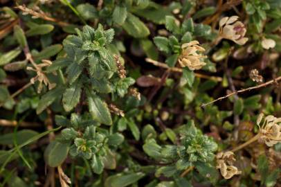 Fotografia da espécie Iberis procumbens subesp. procumbens