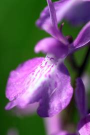 Fotografia da espécie Anacamptis palustris