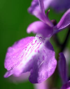 Fotografia 1 da espécie Anacamptis palustris no Jardim Botânico UTAD