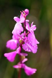 Fotografia da espécie Anacamptis palustris