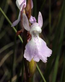 Fotografia da espécie Anacamptis palustris