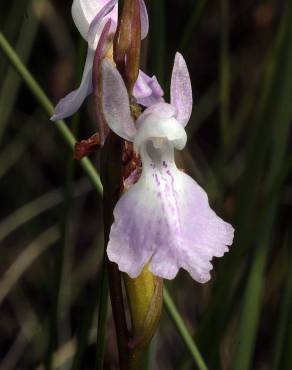 Fotografia 3 da espécie Anacamptis palustris no Jardim Botânico UTAD