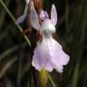 Fotografia 3 da espécie Anacamptis palustris do Jardim Botânico UTAD