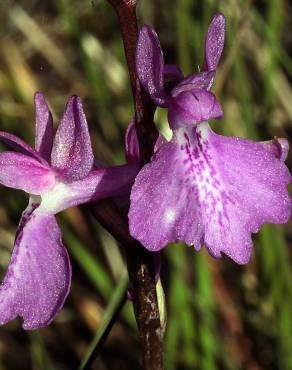 Fotografia 4 da espécie Anacamptis palustris no Jardim Botânico UTAD