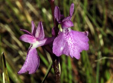 Fotografia da espécie Anacamptis palustris