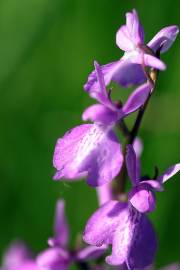 Fotografia da espécie Anacamptis palustris