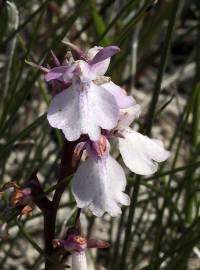 Fotografia da espécie Anacamptis palustris