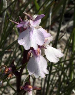 Fotografia 6 da espécie Anacamptis palustris no Jardim Botânico UTAD