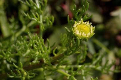 Fotografia da espécie Matricaria maritima subesp. maritima