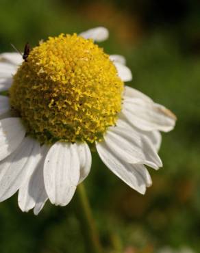 Fotografia 1 da espécie Matricaria maritima subesp. maritima no Jardim Botânico UTAD