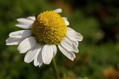 Fotografia da espécie Matricaria maritima subesp. maritima