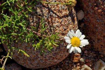 Fotografia da espécie Matricaria maritima subesp. maritima