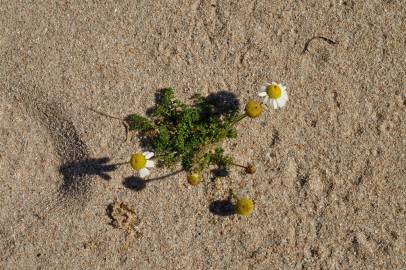 Fotografia da espécie Matricaria maritima subesp. maritima