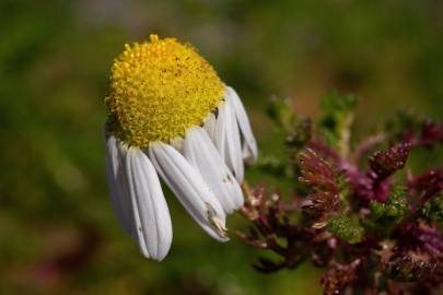 Fotografia da espécie Matricaria maritima subesp. maritima