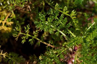 Fotografia da espécie Matricaria maritima subesp. maritima