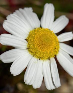 Fotografia 15 da espécie Matricaria maritima subesp. maritima no Jardim Botânico UTAD