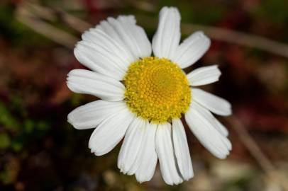 Fotografia da espécie Matricaria maritima subesp. maritima