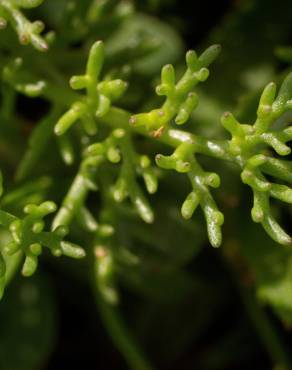 Fotografia 16 da espécie Matricaria maritima subesp. maritima no Jardim Botânico UTAD