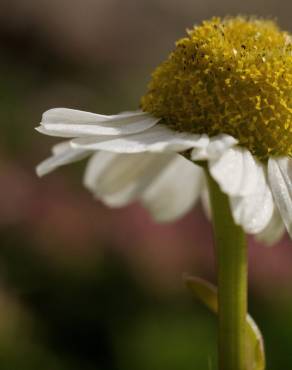 Fotografia 17 da espécie Matricaria maritima subesp. maritima no Jardim Botânico UTAD