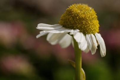 Fotografia da espécie Matricaria maritima subesp. maritima