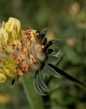 Fotografia 5 da espécie Anthyllis vulneraria subesp. iberica no Jardim Botânico UTAD