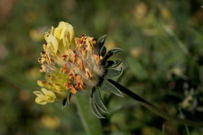 Fotografia da espécie Anthyllis vulneraria subesp. iberica