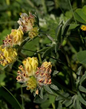 Fotografia 6 da espécie Anthyllis vulneraria subesp. iberica no Jardim Botânico UTAD