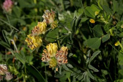 Fotografia da espécie Anthyllis vulneraria subesp. iberica