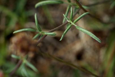 Fotografia da espécie Anthyllis vulneraria subesp. iberica