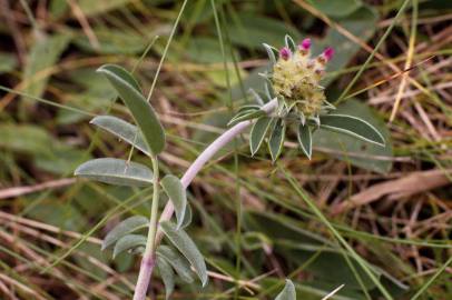 Fotografia da espécie Anthyllis vulneraria subesp. iberica