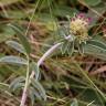 Fotografia 10 da espécie Anthyllis vulneraria subesp. iberica do Jardim Botânico UTAD