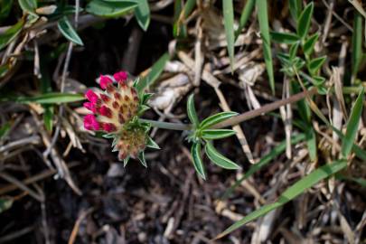 Fotografia da espécie Anthyllis vulneraria subesp. iberica