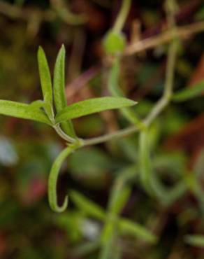 Fotografia 8 da espécie Arenaria montana subesp. montana no Jardim Botânico UTAD
