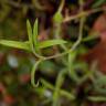 Fotografia 8 da espécie Arenaria montana subesp. montana do Jardim Botânico UTAD