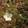Fotografia 13 da espécie Arenaria montana subesp. montana do Jardim Botânico UTAD