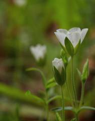 Arenaria montana subesp. montana