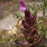 Fotografia 7 da espécie Pedicularis sylvatica subesp. lusitanica do Jardim Botânico UTAD