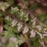 Fotografia 8 da espécie Pedicularis sylvatica subesp. lusitanica do Jardim Botânico UTAD