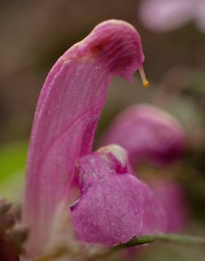 Fotografia 9 da espécie Pedicularis sylvatica subesp. lusitanica no Jardim Botânico UTAD