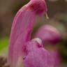 Fotografia 9 da espécie Pedicularis sylvatica subesp. lusitanica do Jardim Botânico UTAD