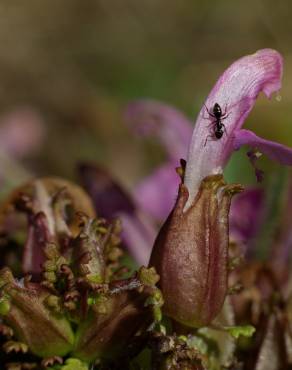 Fotografia 10 da espécie Pedicularis sylvatica subesp. lusitanica no Jardim Botânico UTAD