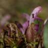 Fotografia 10 da espécie Pedicularis sylvatica subesp. lusitanica do Jardim Botânico UTAD
