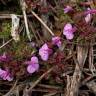 Fotografia 12 da espécie Pedicularis sylvatica subesp. lusitanica do Jardim Botânico UTAD