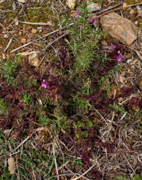 Fotografia 13 da espécie Pedicularis sylvatica subesp. lusitanica no Jardim Botânico UTAD