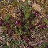 Fotografia 13 da espécie Pedicularis sylvatica subesp. lusitanica do Jardim Botânico UTAD