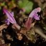 Fotografia 14 da espécie Pedicularis sylvatica subesp. lusitanica do Jardim Botânico UTAD