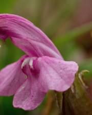 Fotografia da espécie Pedicularis sylvatica